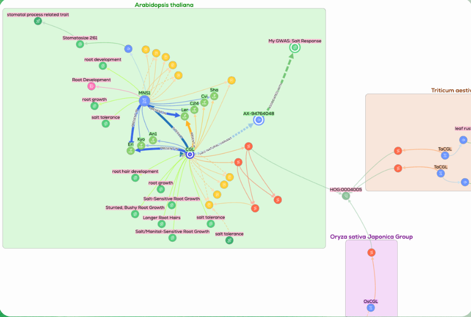 KnetMiner knowledge graph linking the Arabidopsis gene CGL and its partner MNS1 to salt-tolerance traits, cultivars and a GWAS result